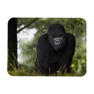 Mountain Gorilla and Silverback Magnet