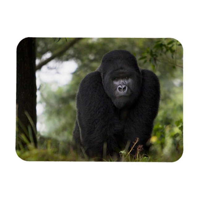 Mountain Gorilla and Silverback Magnet (Horizontal)