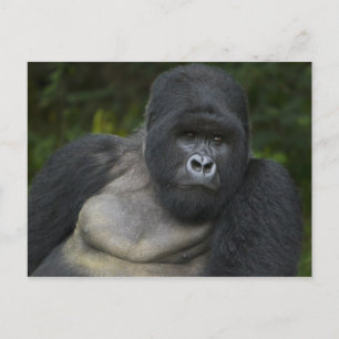 Mountain Gorilla and Silverback Postcard