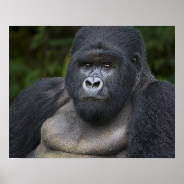 Mountain Gorilla and Silverback Poster (Front)