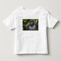 Mountain Gorilla and Silverback
