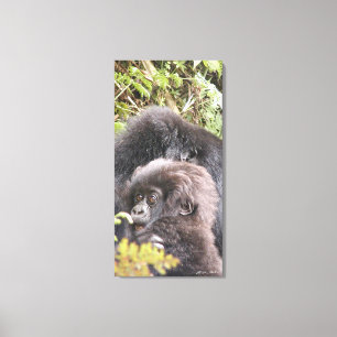 Mountain Gorilla Baby 20 x 40 in. Canvas Print