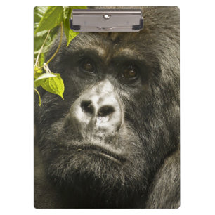 Mountain Gorilla, Gorilla beringei beringei, Clipboard