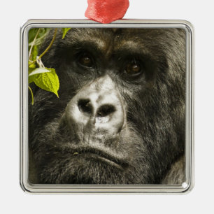 Mountain Gorilla, Gorilla beringei beringei, Metal Tree Decoration