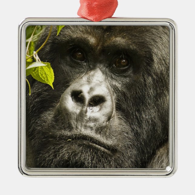 Mountain Gorilla, Gorilla beringei beringei, Metal Tree Decoration (Front)