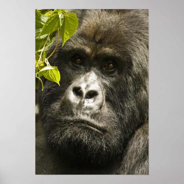Mountain Gorilla, Gorilla beringei beringei, Poster (Front)