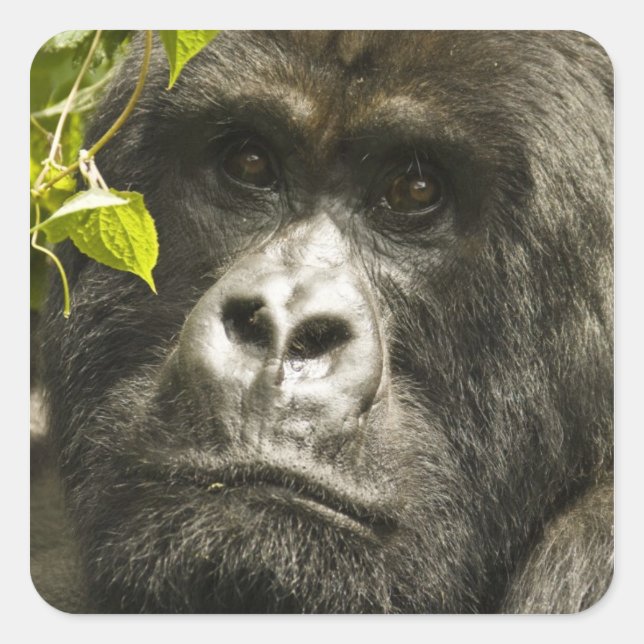 Mountain Gorilla, Gorilla beringei beringei, Square Sticker (Front)