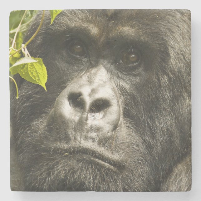 Mountain Gorilla, Gorilla beringei beringei, Stone Coaster (Front)