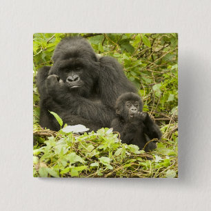 Mountain Gorilla, Gorilla beringei (formerly G. 15 Cm Square Badge