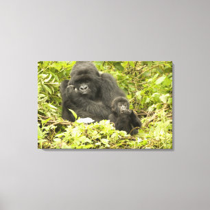 Mountain Gorilla, Gorilla beringei (formerly G. Canvas Print