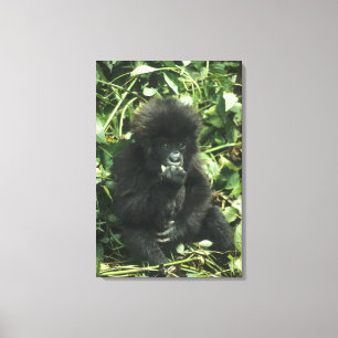 Mountain Gorilla, (Gorilla gorilla beringei), Canvas Print