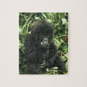 Mountain Gorilla, (Gorilla gorilla beringei), Jigsaw Puzzle
