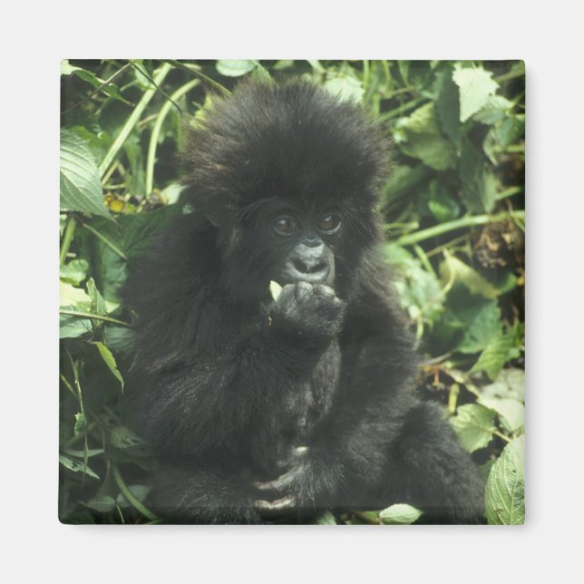 Mountain Gorilla, (Gorilla gorilla beringei), Magnet (Front)