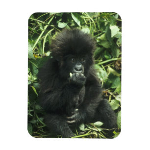 Mountain Gorilla, (Gorilla gorilla beringei), Magnet