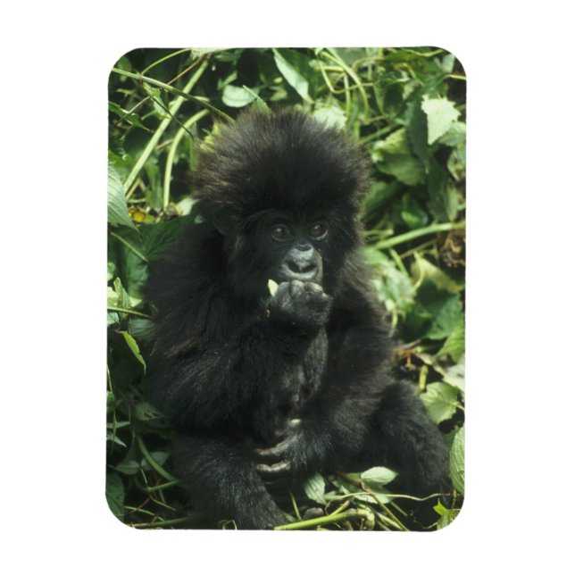 Mountain Gorilla, (Gorilla gorilla beringei), Magnet (Vertical)