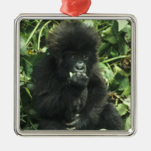 Mountain Gorilla, (Gorilla gorilla beringei), Metal Tree Decoration