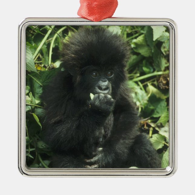 Mountain Gorilla, (Gorilla gorilla beringei), Metal Tree Decoration (Front)
