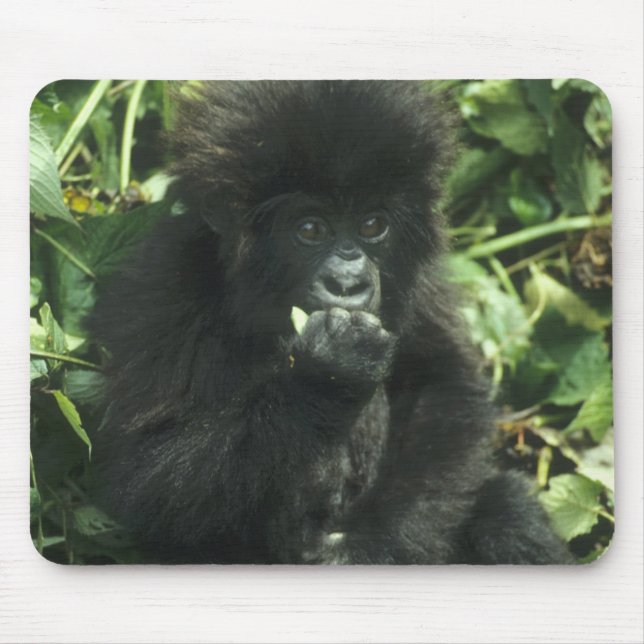 Mountain Gorilla, (Gorilla gorilla beringei), Mouse Pad (Front)