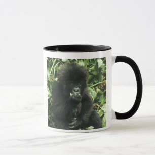 Mountain Gorilla, (Gorilla gorilla beringei), Mug