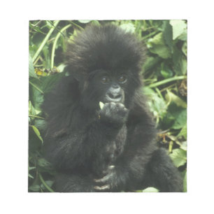 Mountain Gorilla, (Gorilla gorilla beringei), Notepad