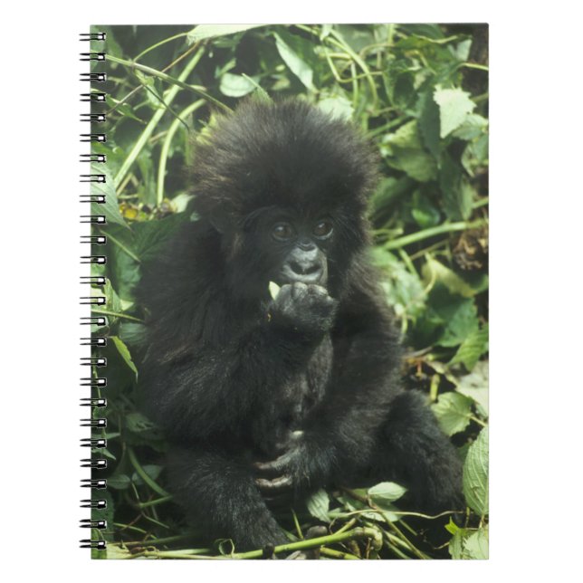 Mountain Gorilla, (Gorilla gorilla beringei), Spiral Notebook (Front)