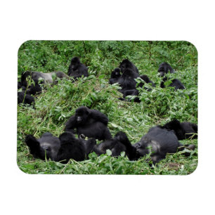 Mountain gorilla group rectangle photo magnet