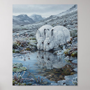Mountain Hares Arctic Pair Drinking Icy Stream Wat Poster