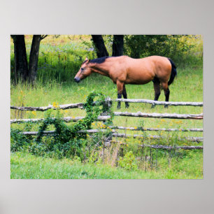 Mountain Horse Ranch Relaxin' Poster
