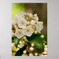 Mountain Laurel blooms