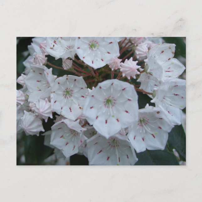 Mountain Laurel Blossoms Postcard (Front)
