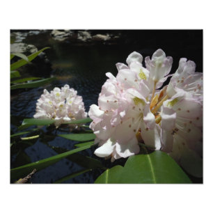 Mountain Laurel by a Creek Photo Print