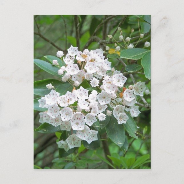 Mountain Laurel Flowers Postcard (Front)