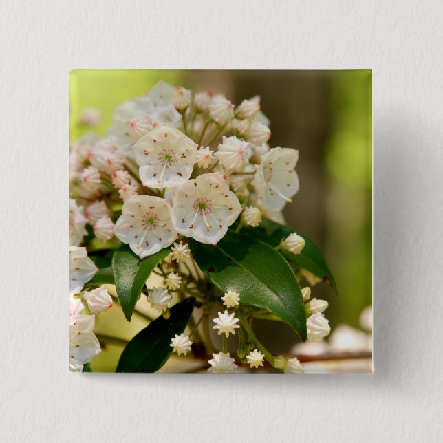 Mountain Laurel in bloom 15 Cm Square Badge (Front)