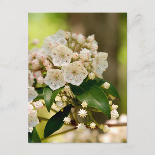 Mountain Laurel in bloom Postcard (Front)