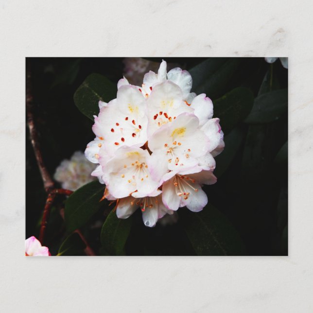 Mountain Laurel Postcard (Front)