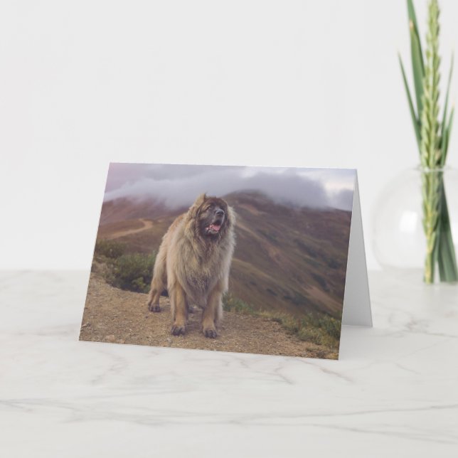 mountain Leonberger Card (Front)
