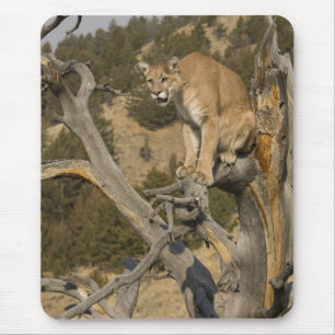 Mountain Lion, aka puma, cougar; Puma concolor, 2 Mouse Pad