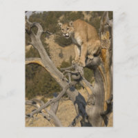 Mountain Lion, aka puma, cougar; Puma concolor, 2