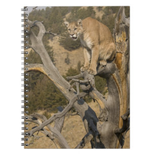 Mountain Lion, aka puma, cougar; Puma concolor, 2 Spiral Notebook