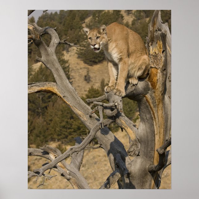 Mountain Lion | Aka Puma Poster (Front)