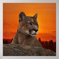Mountain lion at sunset