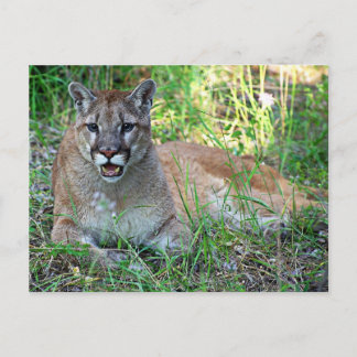 Mountain Lion Complaining Postcard