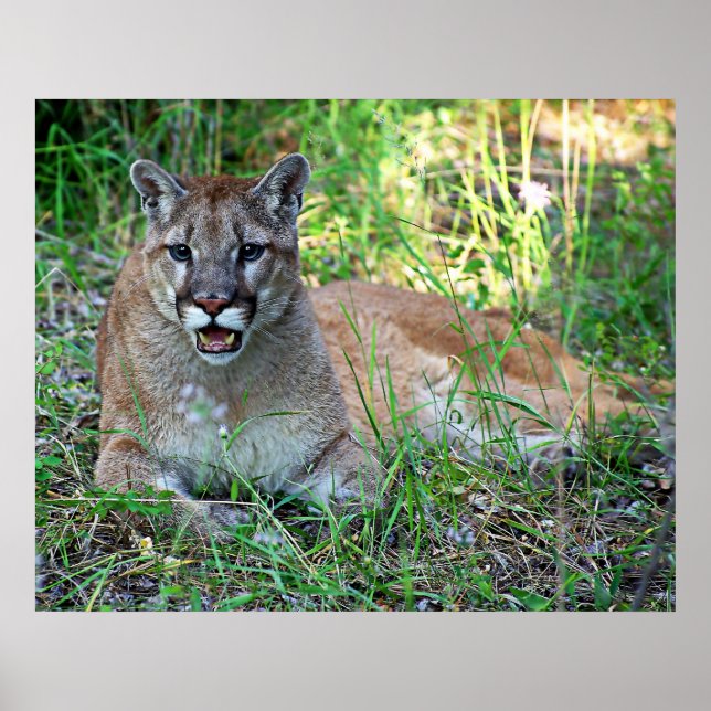 Mountain Lion Complaining Poster (Front)