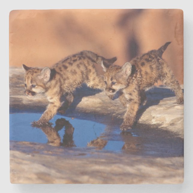 Mountain Lion Cubs Stone Coaster (Front)