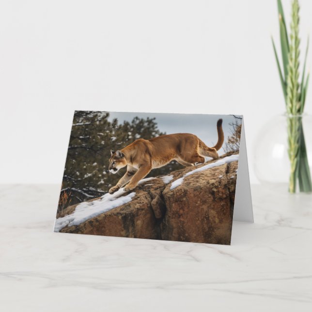 Mountain Lion Greeting Card (Front)