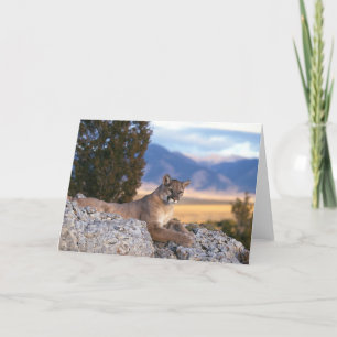 Mountain Lion Greeting Card