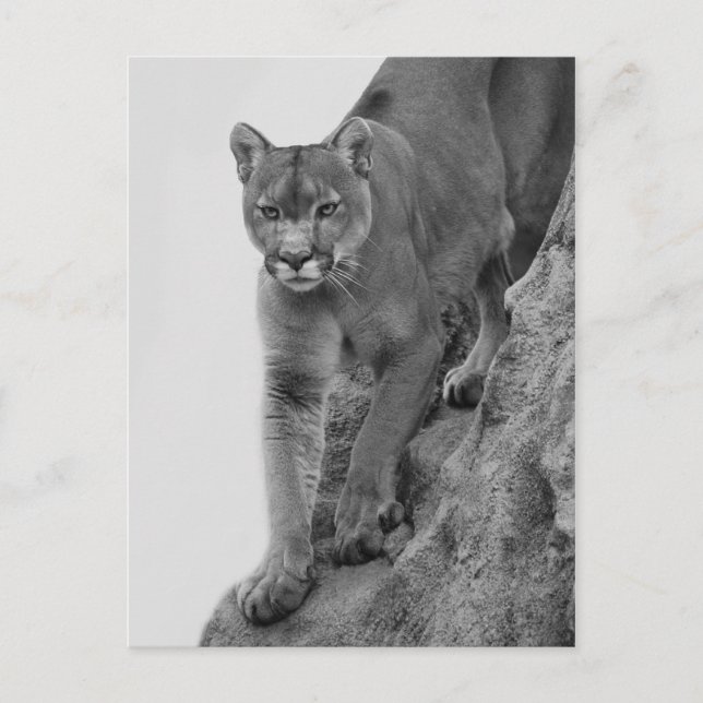 Mountain Lion in Black and white Postcard (Front)