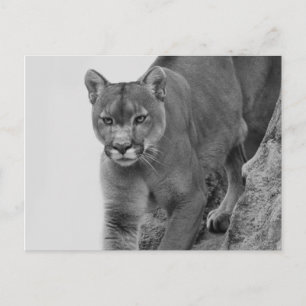 Mountain Lion in Black and white Postcard