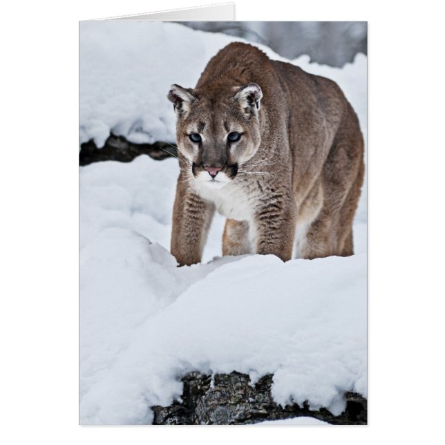 Mountain Lion in the Snow (Front)