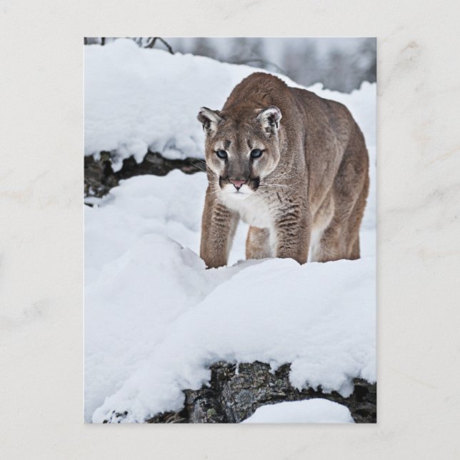 Mountain Lion in the Snow Postcard (Front)